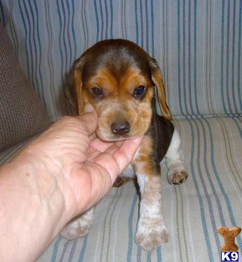 beagle puppies for sale in oklahoma document moved beagle puppies for sale in oklahoma document moved