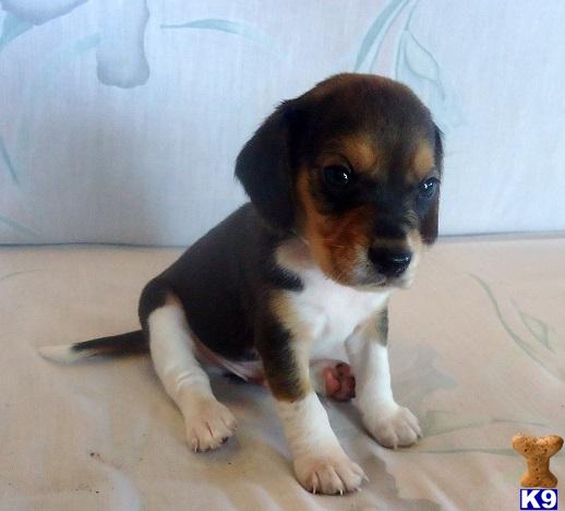 beagle puppies for sale in oklahoma document moved beagle puppies for sale in oklahoma document moved