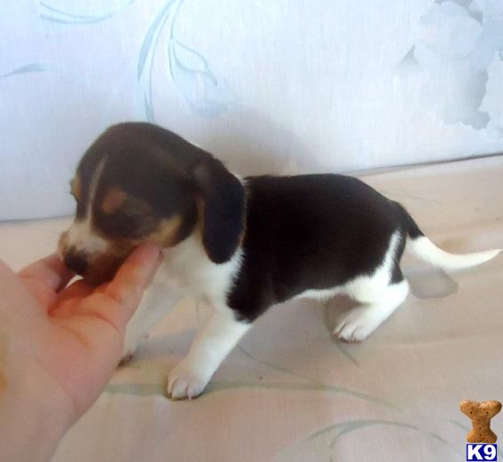 beagle puppies for sale in oklahoma document moved beagle puppies for sale in oklahoma document moved