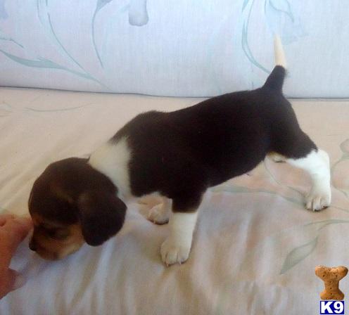beagle puppies for sale in oklahoma document moved beagle puppies for sale in oklahoma document moved