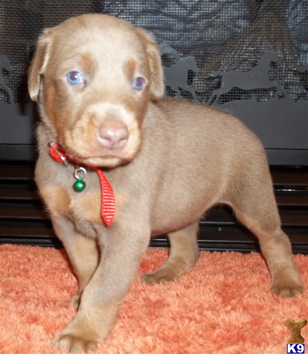 doberman puppies for sale in mo document moved doberman puppies for sale in mo document moved