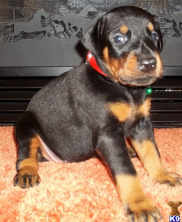 doberman puppies for sale in mo document moved doberman puppies for sale in mo document moved