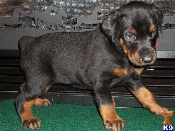 doberman puppies for sale in mo document moved doberman puppies for sale in mo document moved