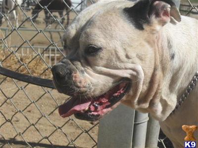 Dogs - American Bulldog