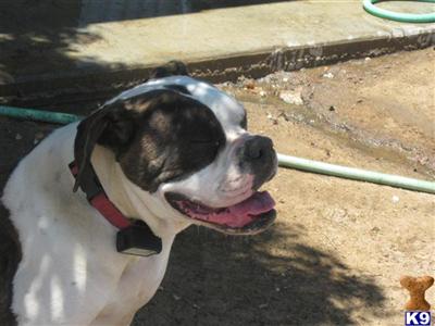 Dogs - American Bulldog