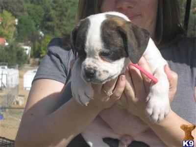 American Bulldog Puppies in CA