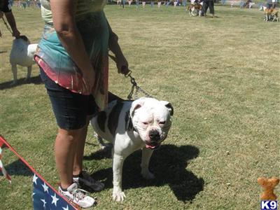 Stud Dogs in CA