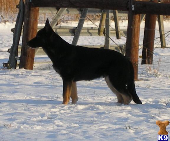 Dogs for Sale in TN