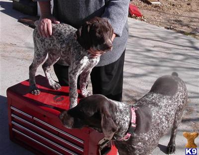 German Shorthaired Pointer Puppies for Sale