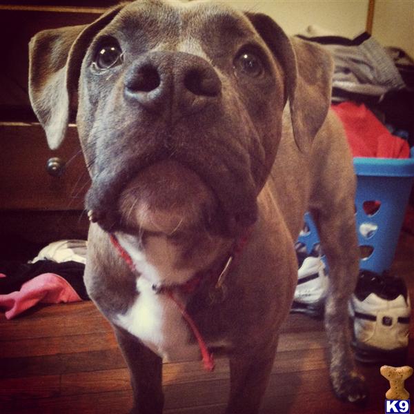 American Pit Bull Puppies in VA