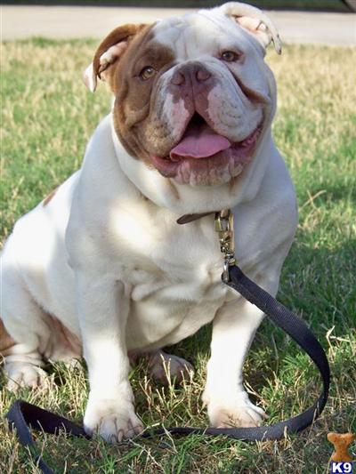 Stud Dogs - Bulldog
