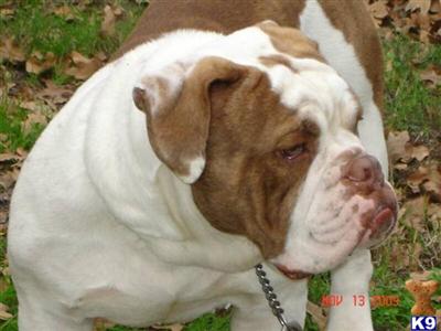 Bulldog Puppies for Sale