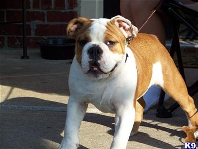 Dogs for Sale in TX