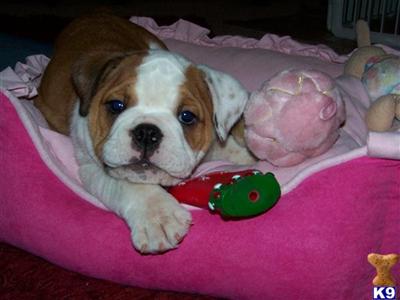 Bulldog Puppies for Sale