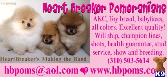 Puppies in LOS ANGELES