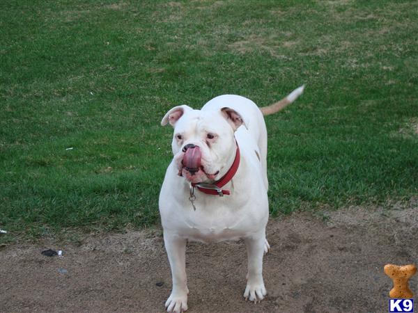 American Bulldog Puppies in NY