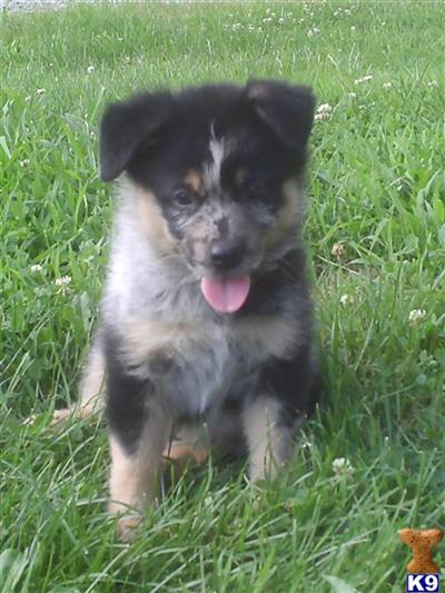 Australian Cattle Dog Puppies for Sale
