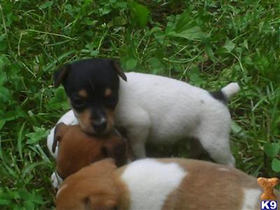 Puppies in NC