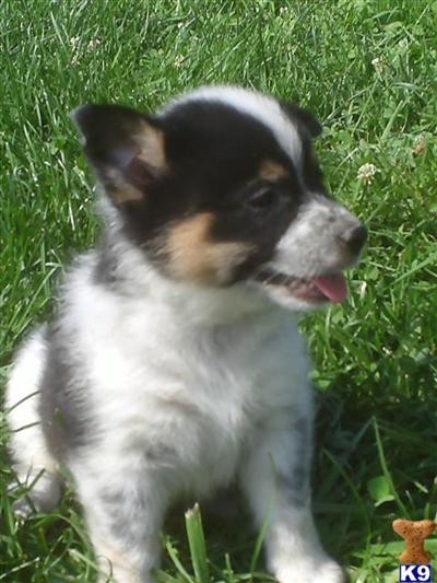 Puppies in NC