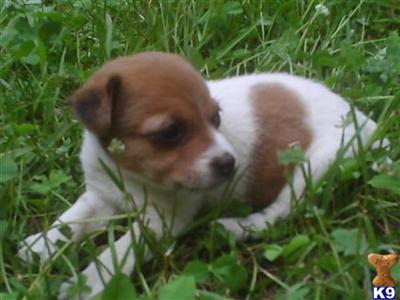 Puppies in NC
