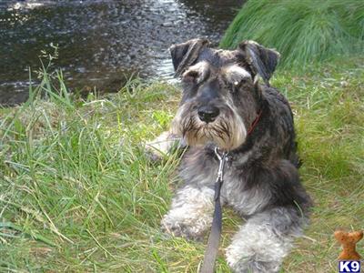Stud Dogs - Miniature Schnauzer