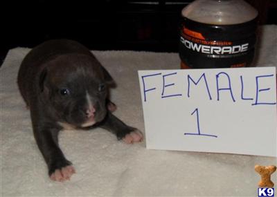Puppies in Sumter
