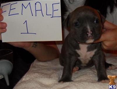 Puppies in Sumter