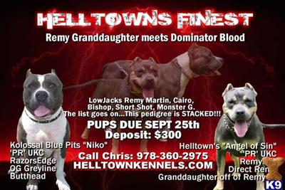 Puppies in Sumter