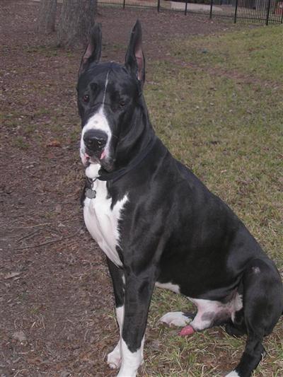 Stud Dogs in TX