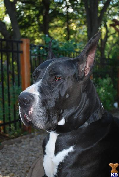 Stud Dogs - Great Dane