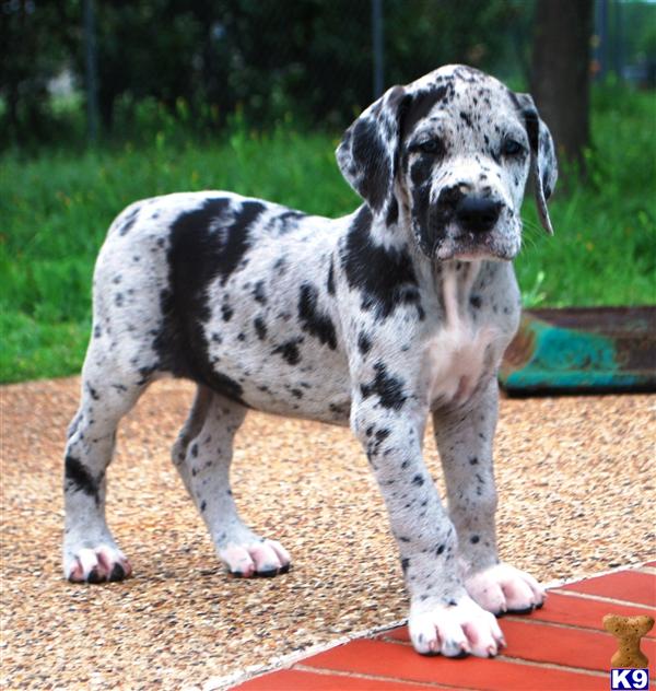 Puppies in TX