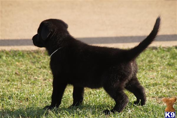 Puppies in Lewisville