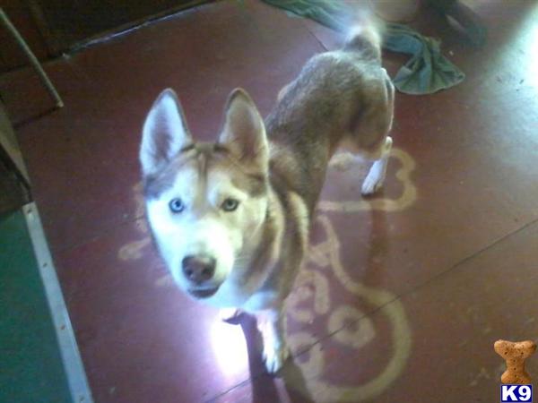 Puppies for Adoption