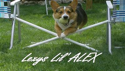 Stud Dogs - Pembroke Welsh Corgi