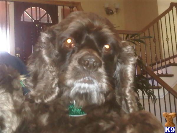 Stud Dogs - American Cocker Spaniel