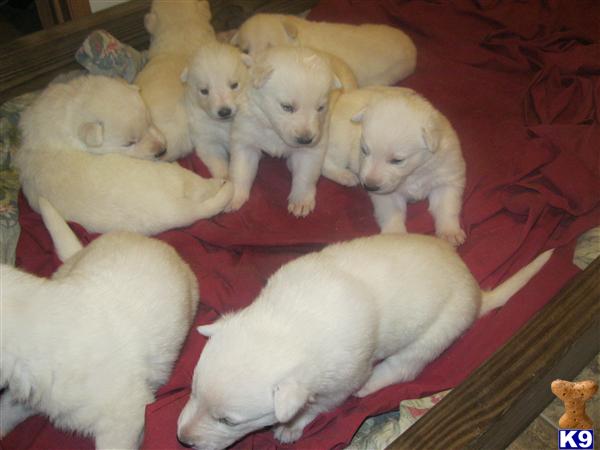 Puppies in SC