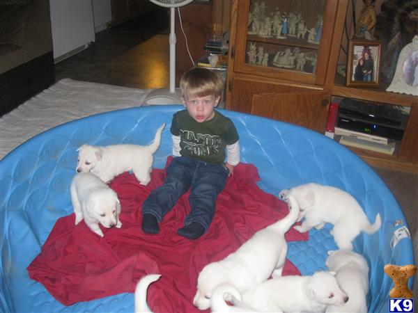 Puppies in SC