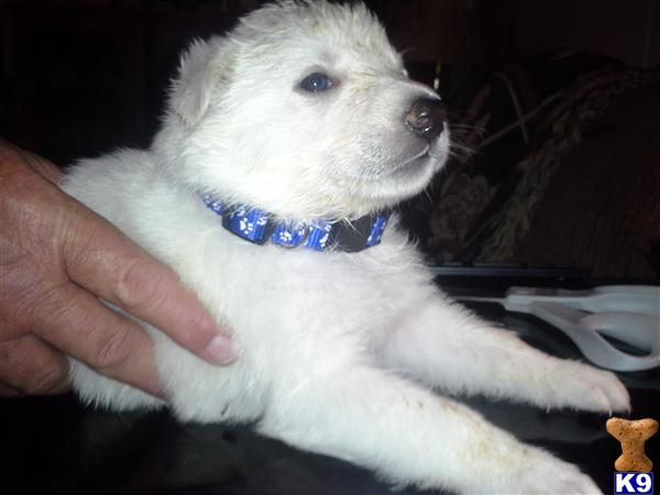 German Shepherd Puppies in SC