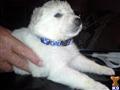 Puppies for Sale