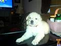 Puppies for Sale