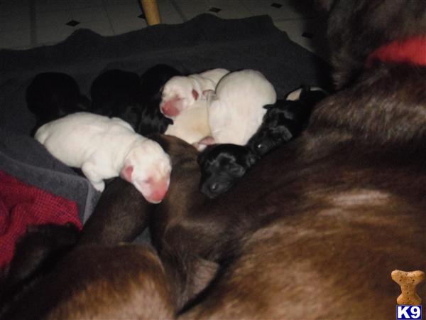 Puppies in IN