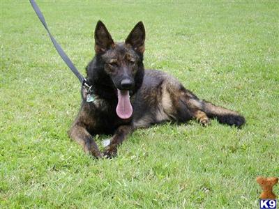 German Shepherd Puppies in TX