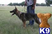 German Shepherd Puppies in TX