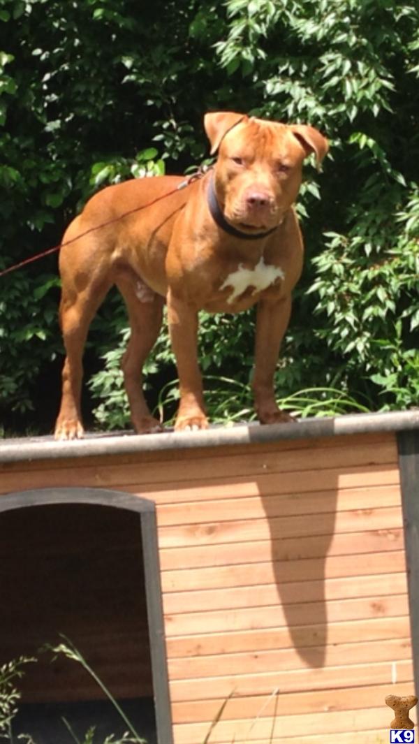 Stud Dogs - American Pit Bull