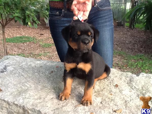 rottweiler puppies in florida document moved rottweiler puppies in florida document moved