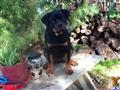 Rottweiler