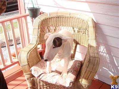 Bull Terrier Puppies for Sale
