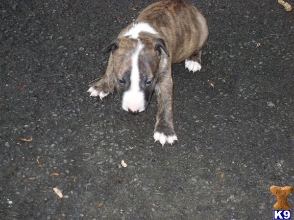 Bull Terrier Puppies