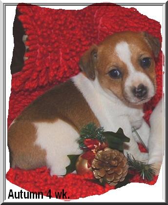 Jack Russell Terrier Puppies in FL