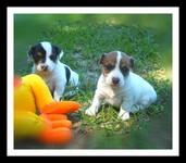 Jack Russell Terrier Puppies in FL